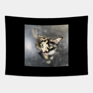 Tortoiseshell cat Tapestry