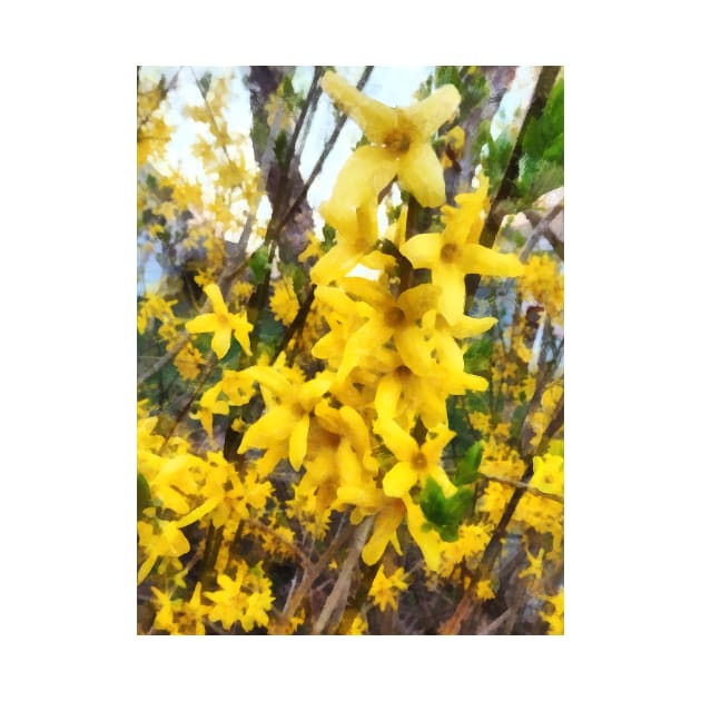 Spring - Sprig of Forsythia by SusanSavad