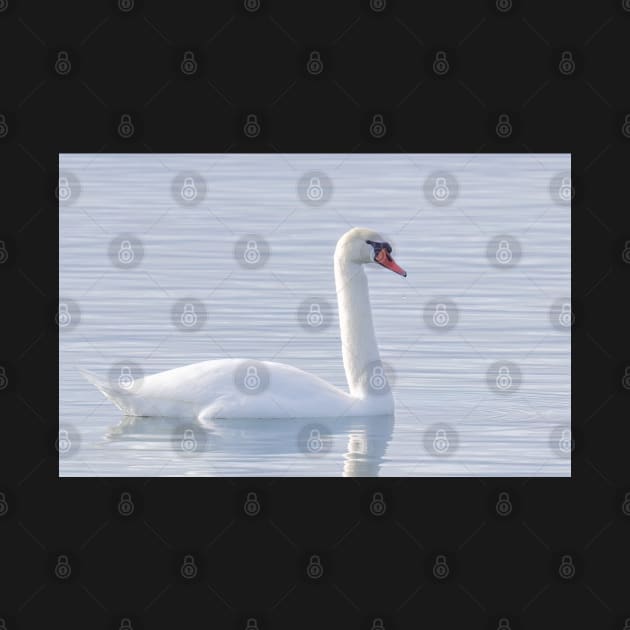 Mute Swan Swimming by Jim Cumming