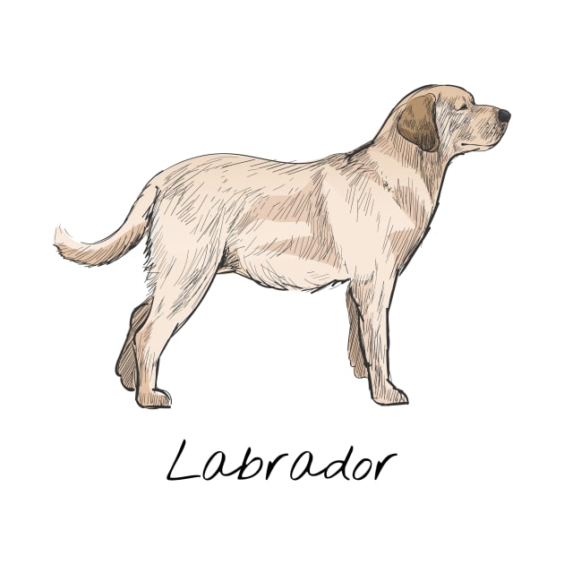 Labrador dog by This is store