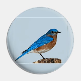 cute blue bird perched on wood Pin