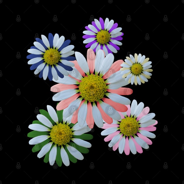 daisy bloom, blooming flower, flowery, daisies, petals by rh_naturestyles