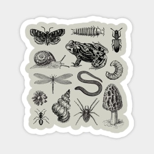 From Frogs and Snails to Moths and Mushrooms Magnet