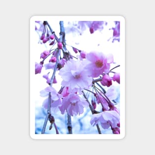 Photography - Dreamy sakura blossom Magnet