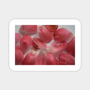 Peony petals Magnet