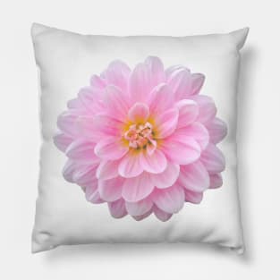 Beautiful Pink Dahlia Flower Pillow