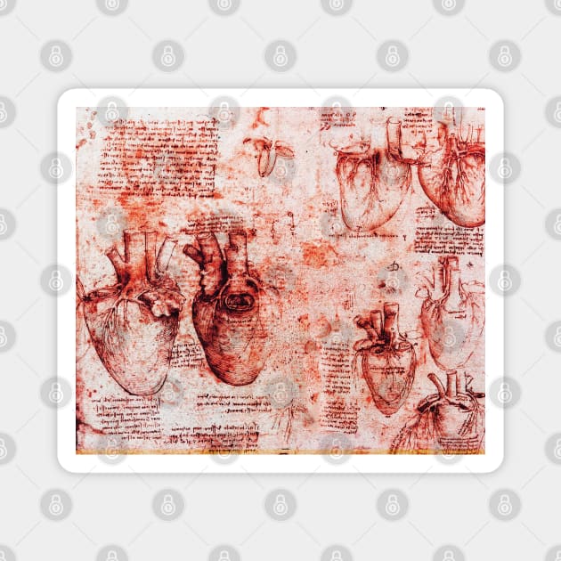 Heart And Its Blood Vessels. Leonardo Da Vinci Anatomy Drawings in Red Magnet by BulganLumini