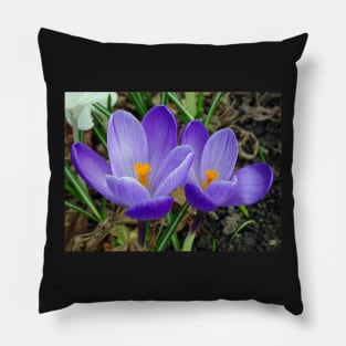 Spring Crocus Pillow