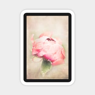 Textured photo of a pink peony Magnet