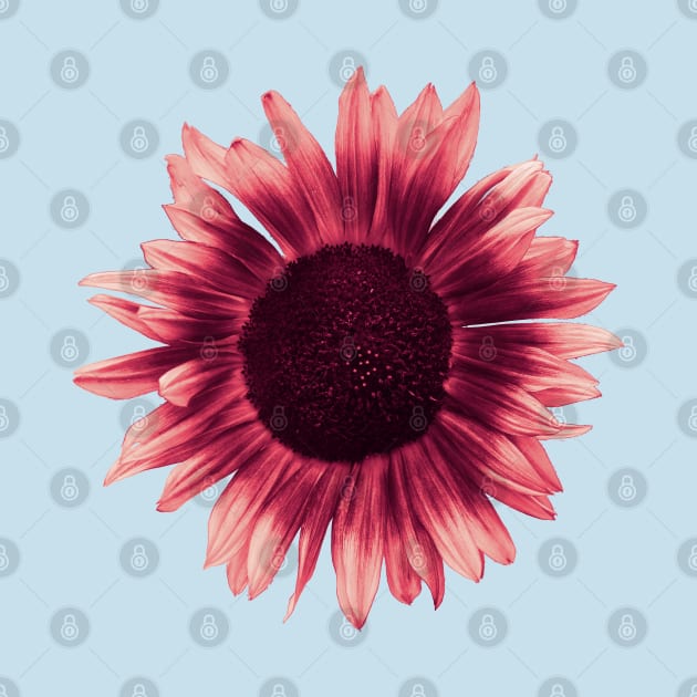 Pink Sunflower by Fellball