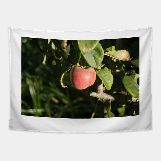 alb red apple Tapestry by pcfyi