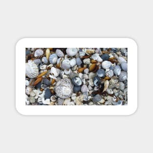 Seashell Beach Magnet