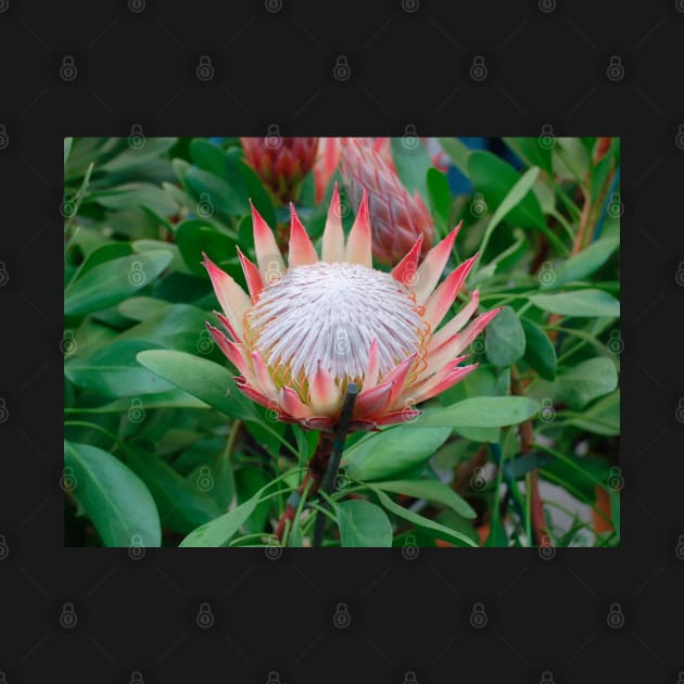 Protea Cynaroides Flower by jojobob