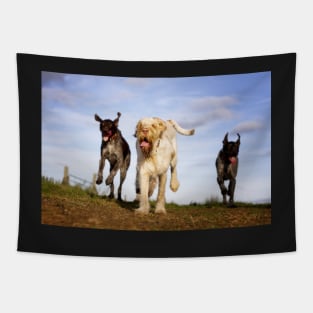 Go for launch Spinone Tapestry