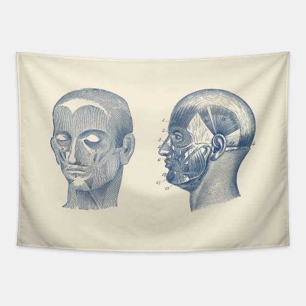 Human Skull Muscular Diagram - Dual View Tapestry by Vintage Anatomy Prints