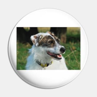 Harry the rescue crossbreed dog out on a walk Pin