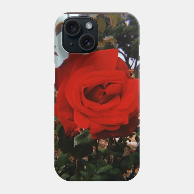 Red Rose. Los Angeles Phone Case by SoCalDreamin