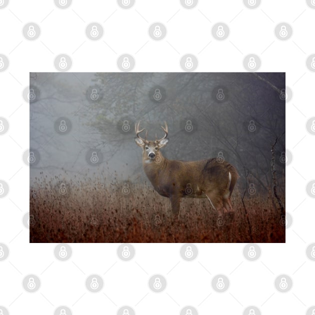 Big Buck - White-tailed deer by Jim Cumming