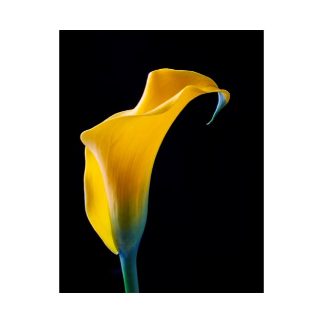 One Beautiful Yellow Calla Lily by photogarry