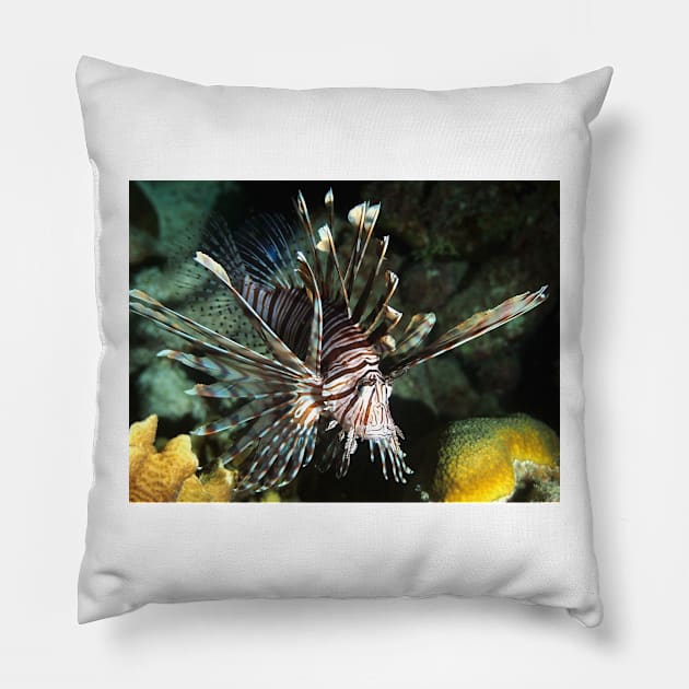 Caribbean Lion Fish Pillow by Scubagirlamy