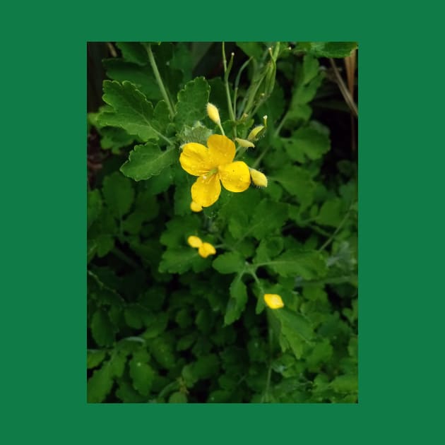 Greater celandine flower by Gaspar Avila