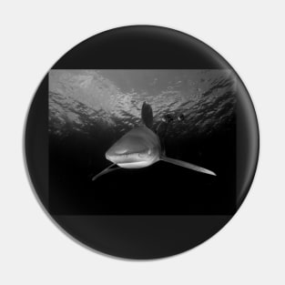 Approaching Oceanic White Tip Shark Pin