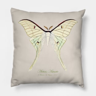 Butterfly - Actias Artemis, Actias Astarte Pillow