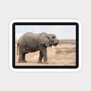 Sphynx cat elephant Magnet