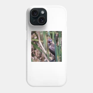 Young Great Tailed Grackle Calling for Food Phone Case