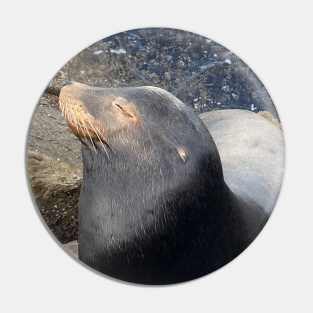 Sea Lion Close Up! Pin