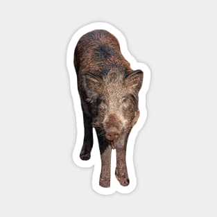 Boar in the forest Magnet