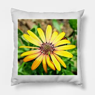 Orange Haze Daisy Pillow