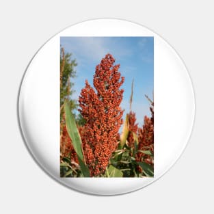 Bright Grain Crop closeup Pin