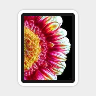 Gerbera Daisy Close Up Magnet