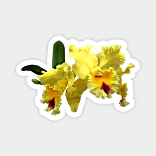 Two Yellow Cattleya Orchids Magnet