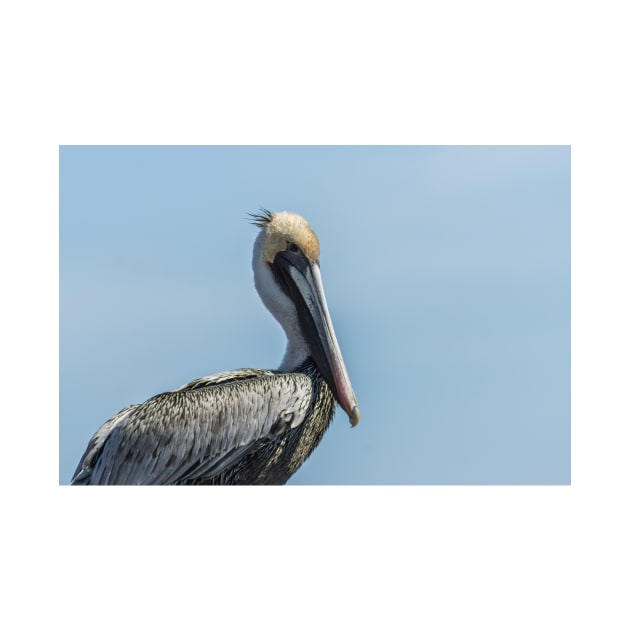 Brown pelican 2 by KensLensDesigns