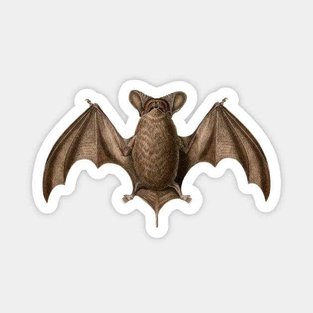 Austin Bat Magnet by EvilTees