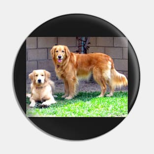 Two Golden Retriever Dogs Pin