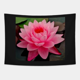 vibrant pink water lily on still water Tapestry