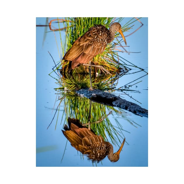 Brown Limpkin by cbernstein