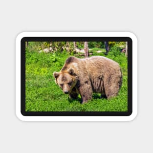 Cute Grizzly Bear Magnet