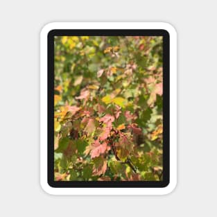Maple Leaves Magnet