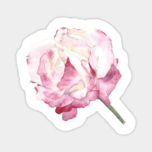 Rose Double Delight Magnet