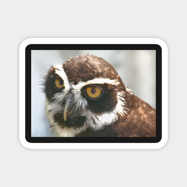 Spectacled Owl Magnet by RedHillDigital