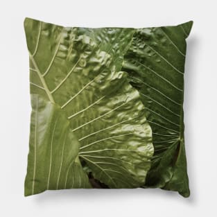 Aesthetic green leaves, leaf, nature plant modern art photography Pillow