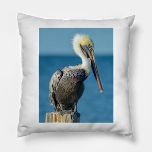 Shy Florida Pelican Pillow