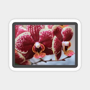 Orchid on the move Magnet