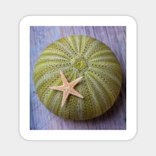 Sea Urchin With Starfish Magnet