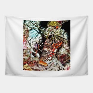 Caribbean Spotted Spiny Lobster at Night Tapestry