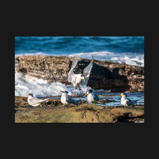 Crested Tern - Joining the Party by AndrewGoodall